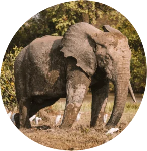 Mole Safari Ghana stampbystamptravel