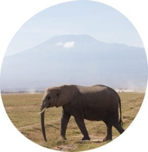 Amboseli