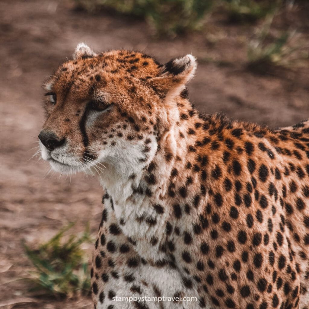 Guepardo, uno de los felinos en peligro de extinción
