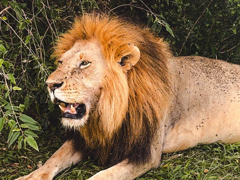 Viajar a Kenia por libre