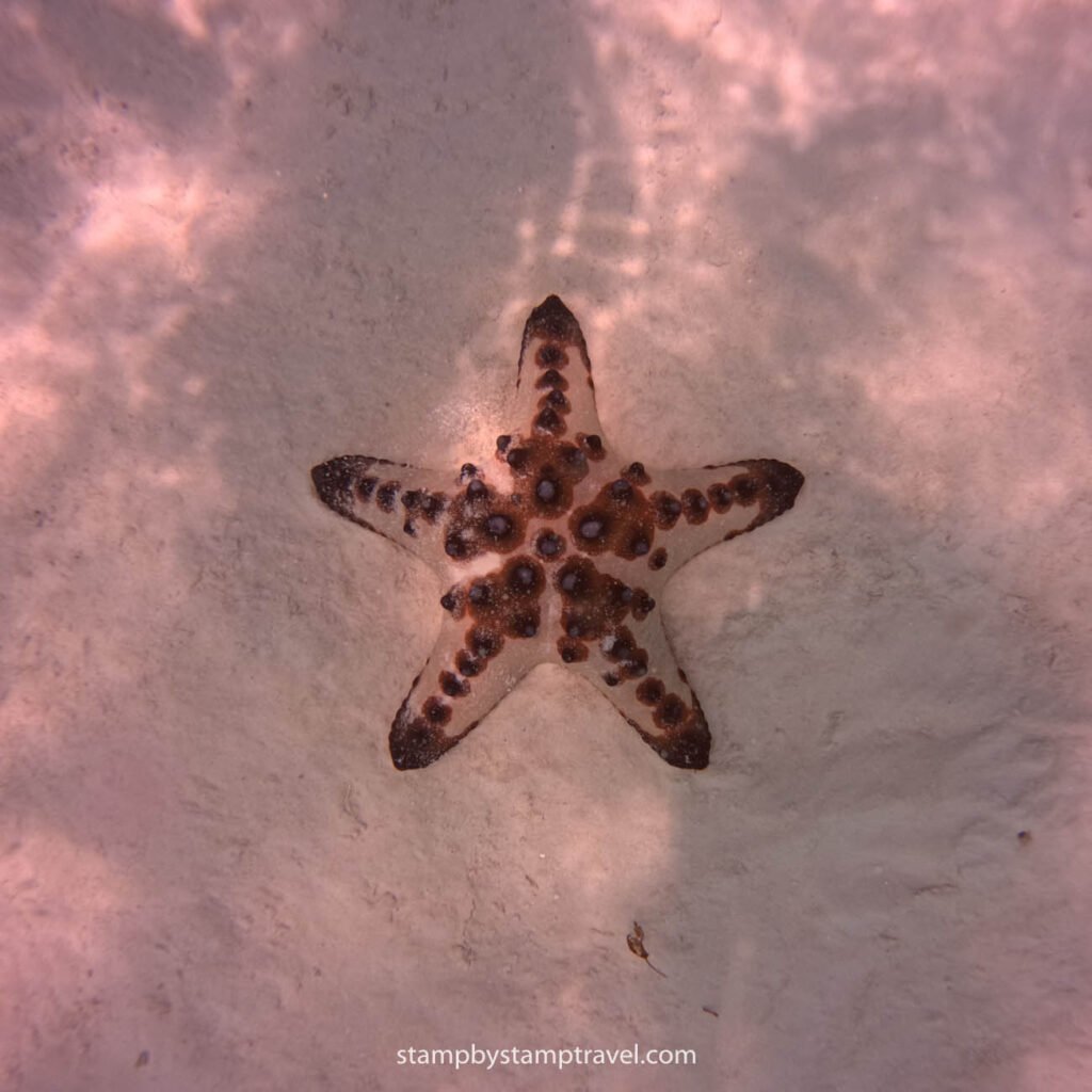 Estrella de mar en Filipinas