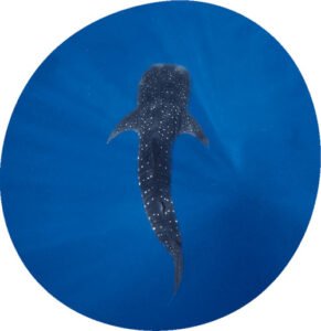 Puerto Princesa