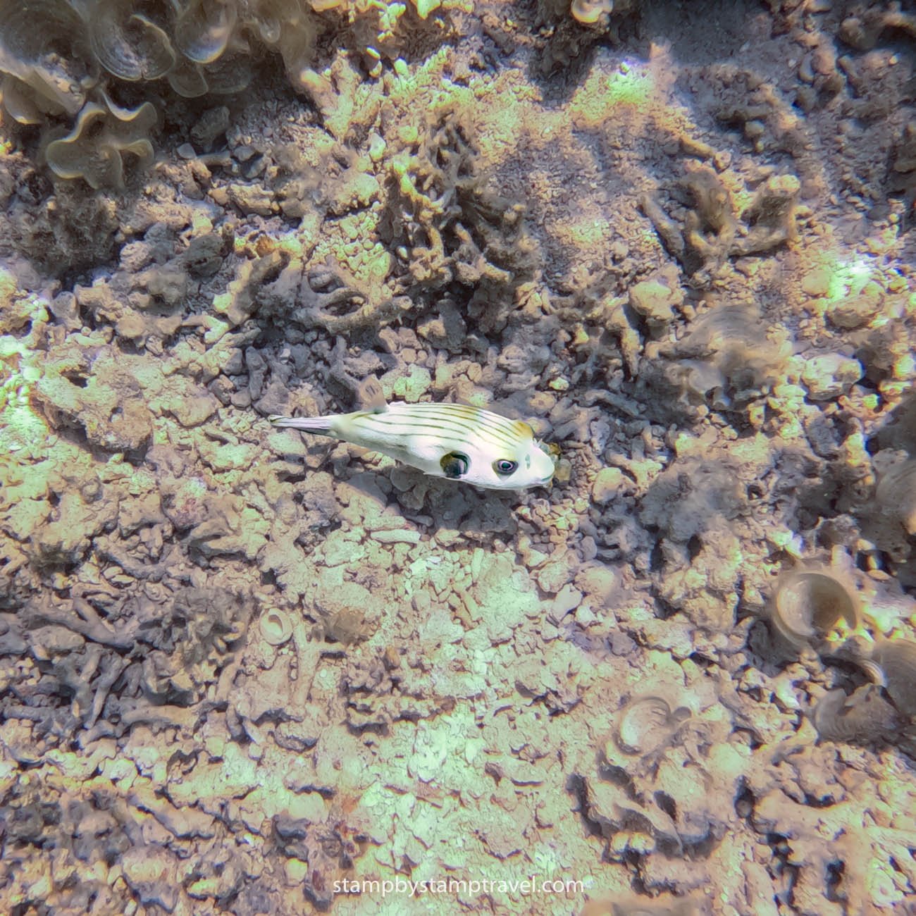 Snorkel en Nacpan Beach