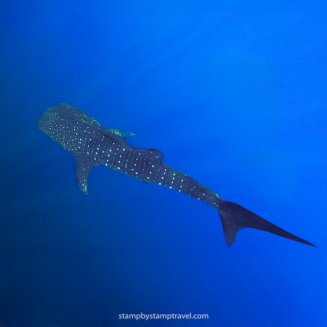 Tiburón Ballena en Palawan, otra isla destacada de Filipinas