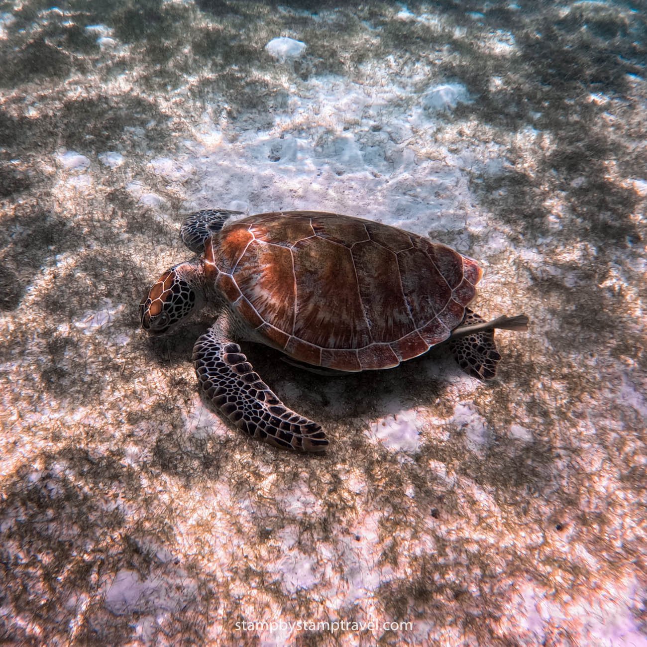 Tortugas en Onok, de las mejores islas de Filipinas