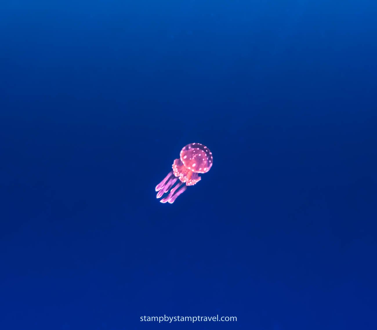 Buceo en Corón en el Itinerario de 15 días en Filipinas