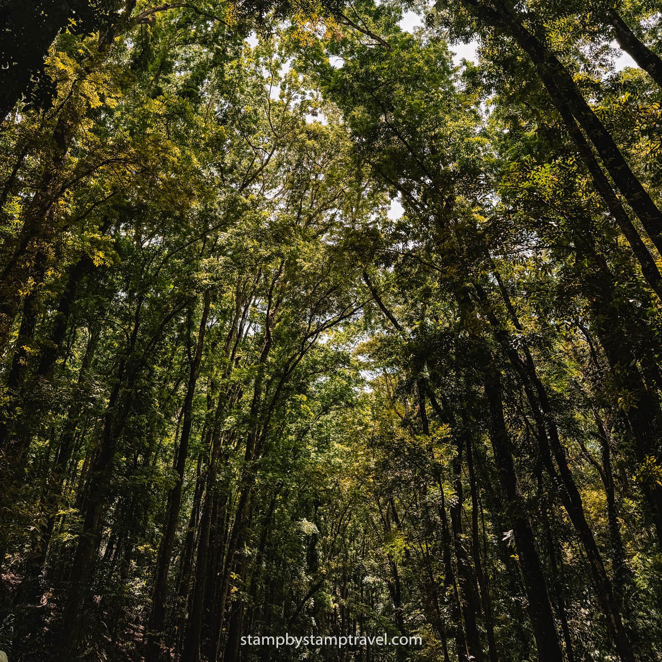 Man Made Forest