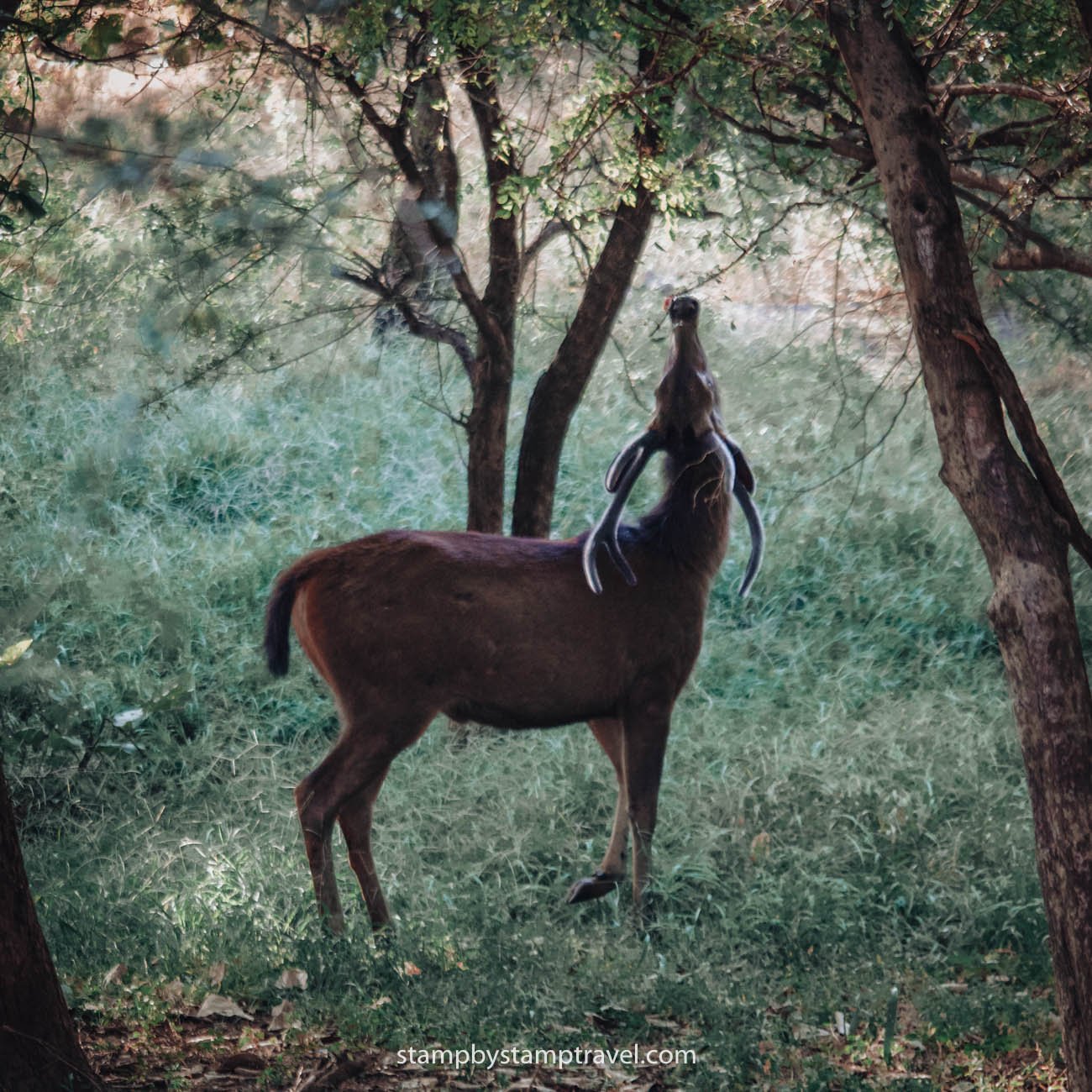 Ranthambore que ver en la India