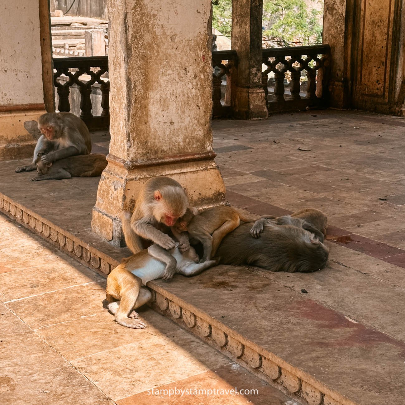 Templo de los monos en la India