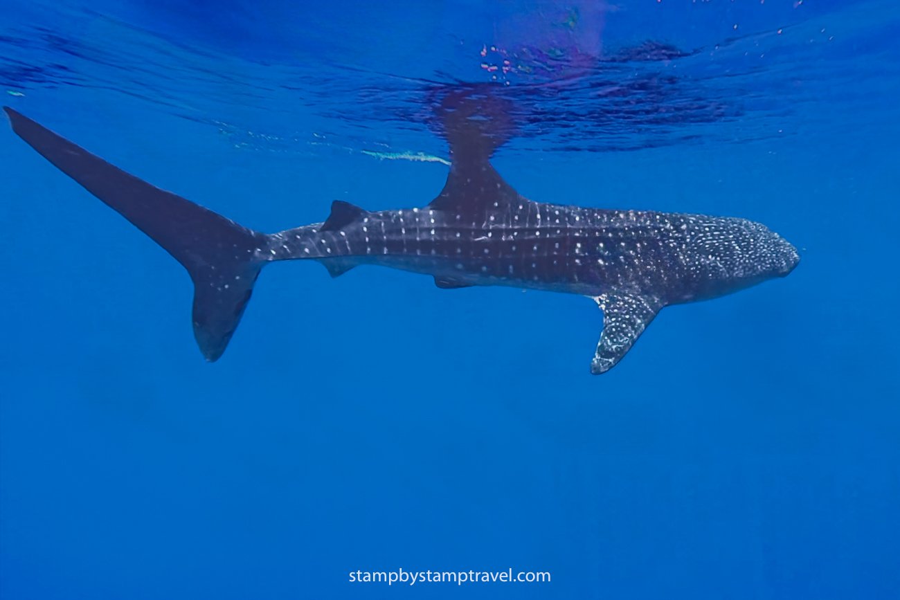 Tiburón Ballena, que ver en Filipinas en 20 días