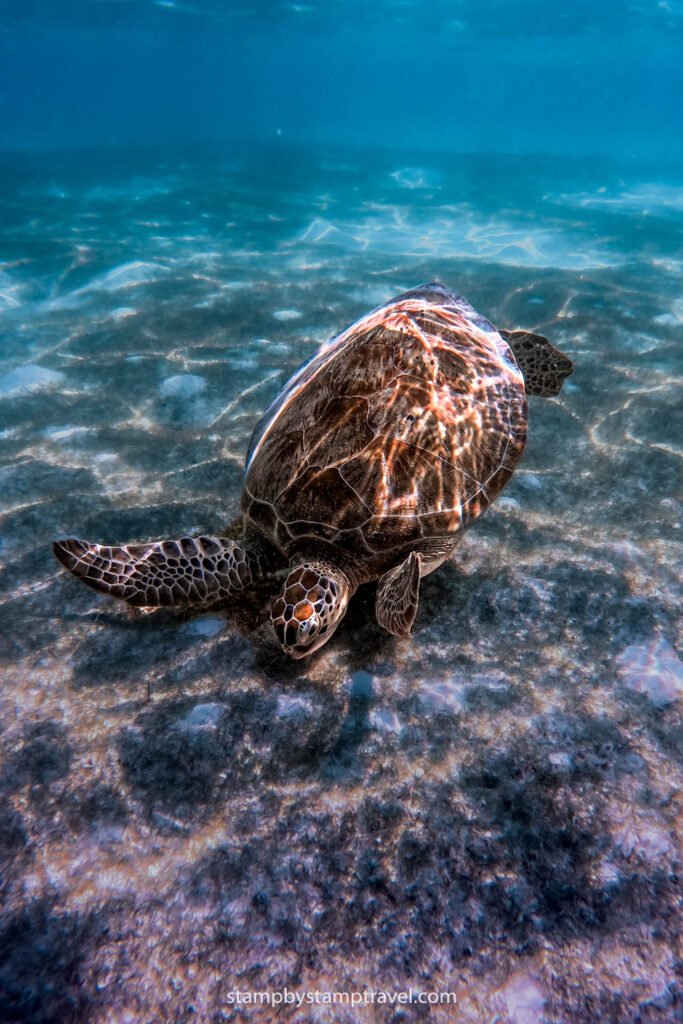 Tortuga en Onok
