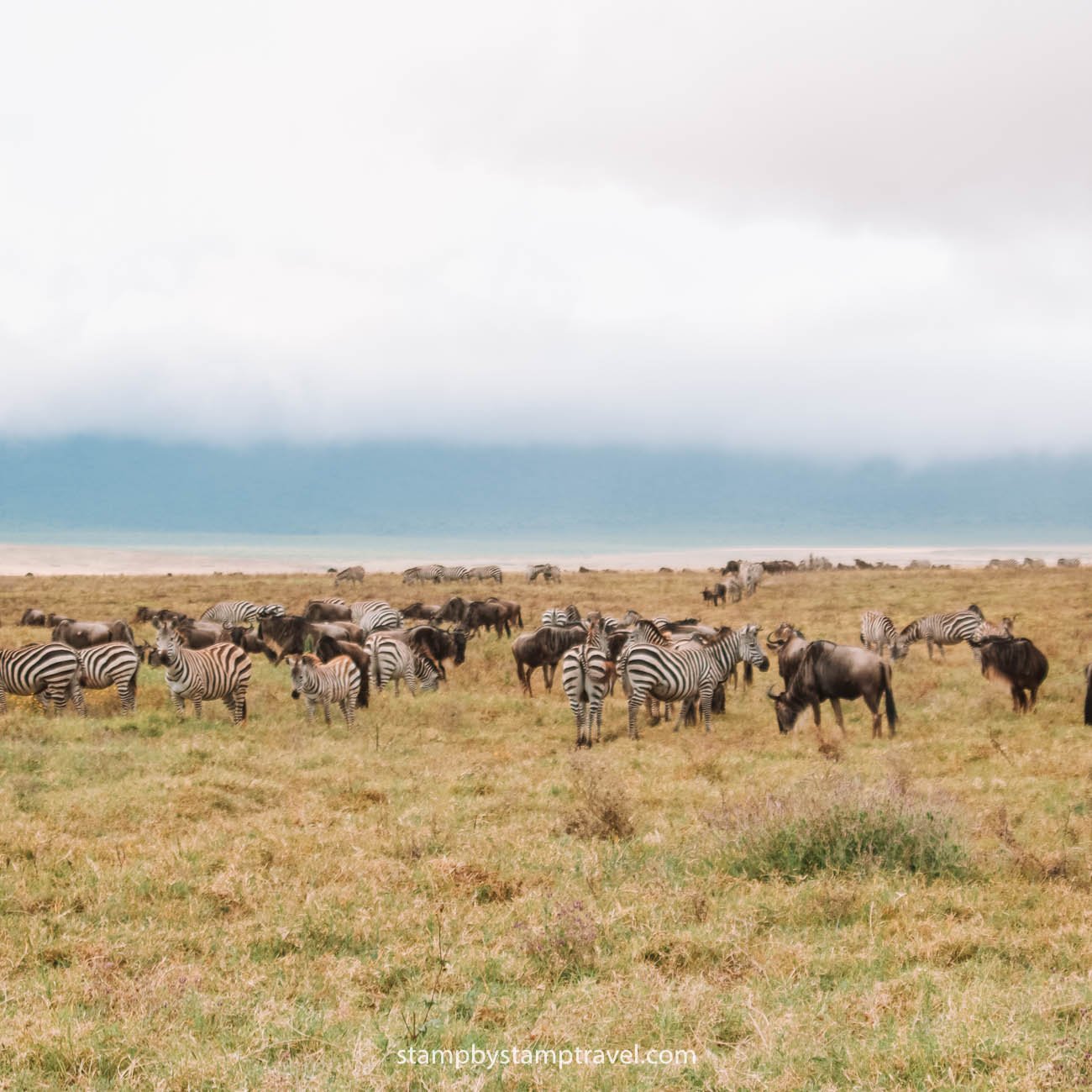 Animales en el safari en Tanzania