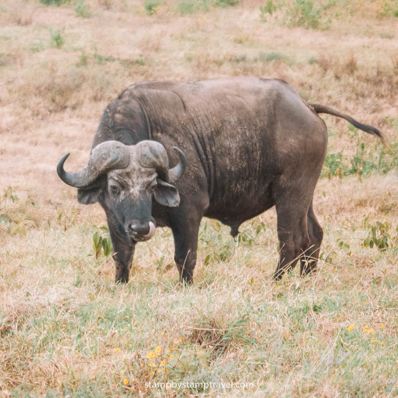 Bufalo en el safari de Tanzania