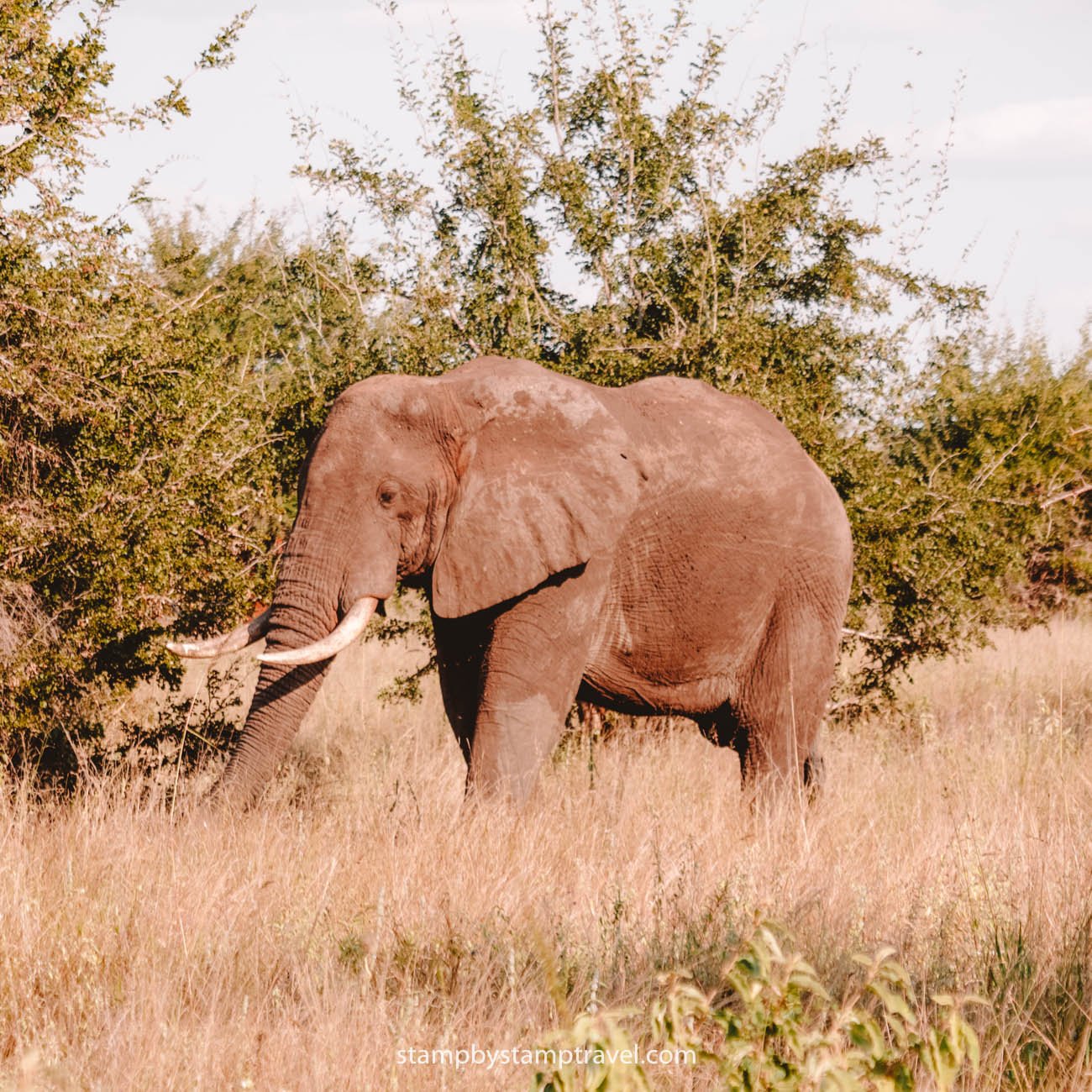 Elefantes en Tarangire