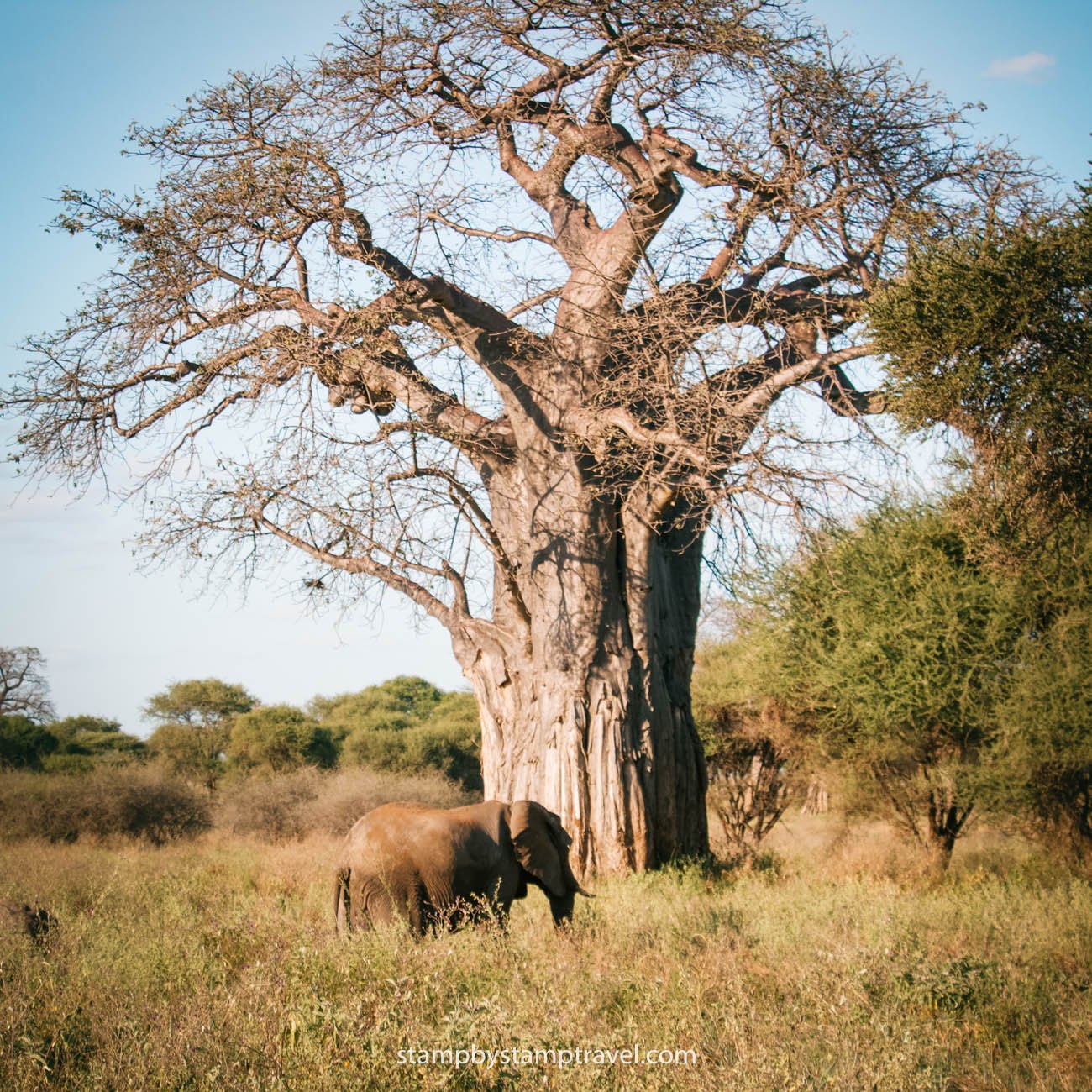 Elefante en el Safari en Tanzania