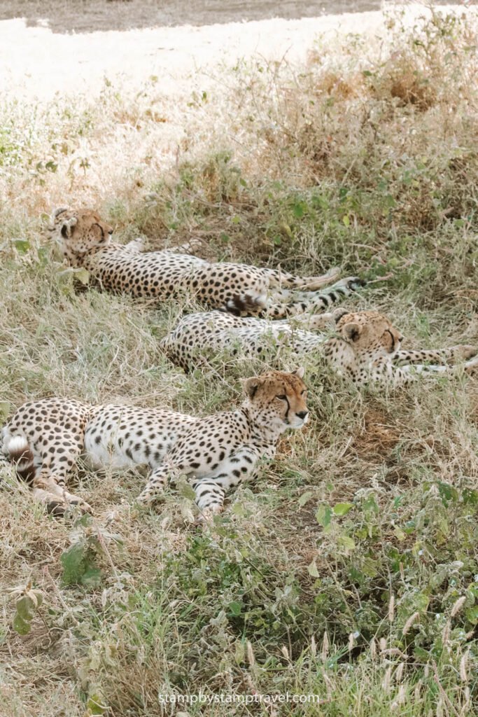 Guepardos en el safari en Tanzania