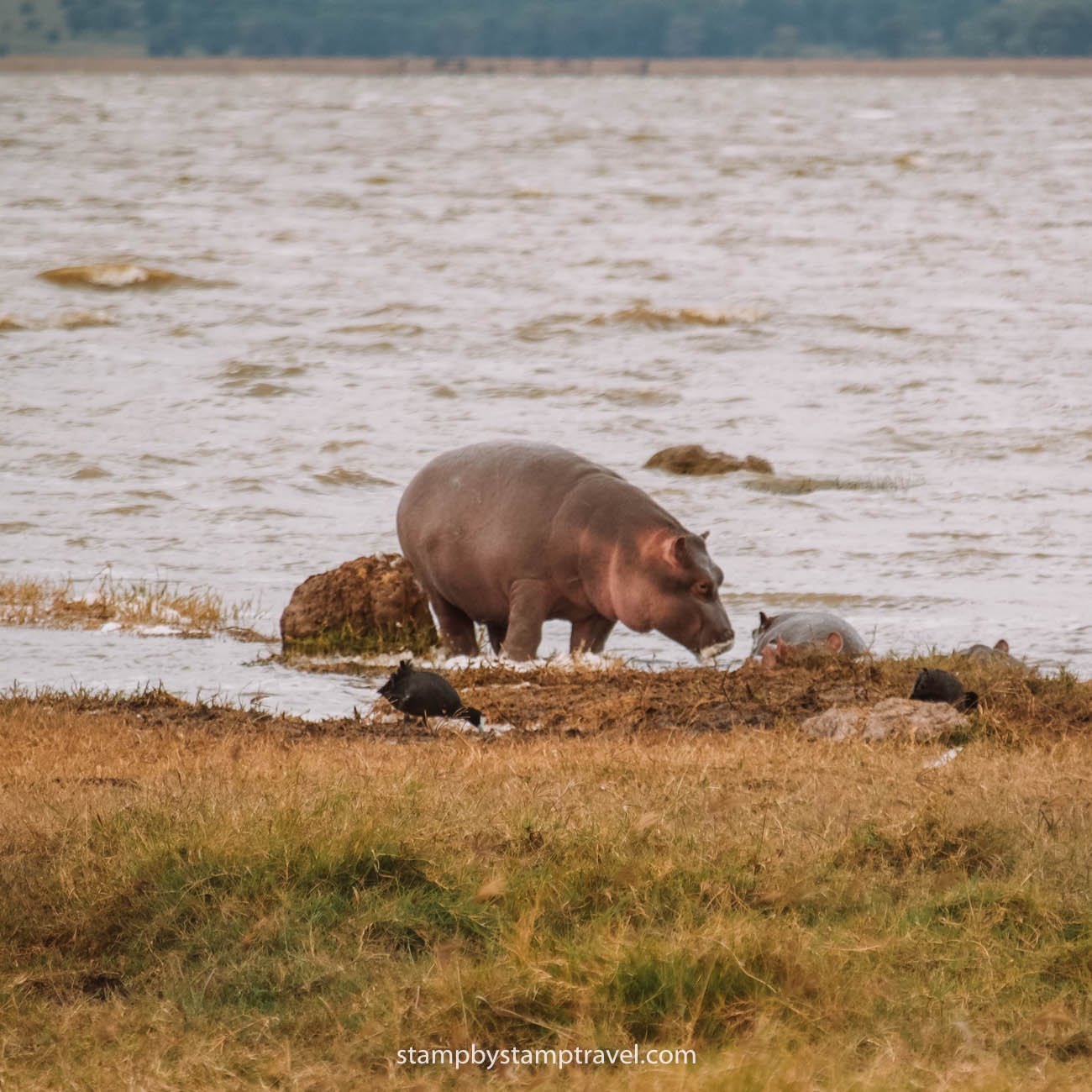 Hippos en el Safari en Tanzania
