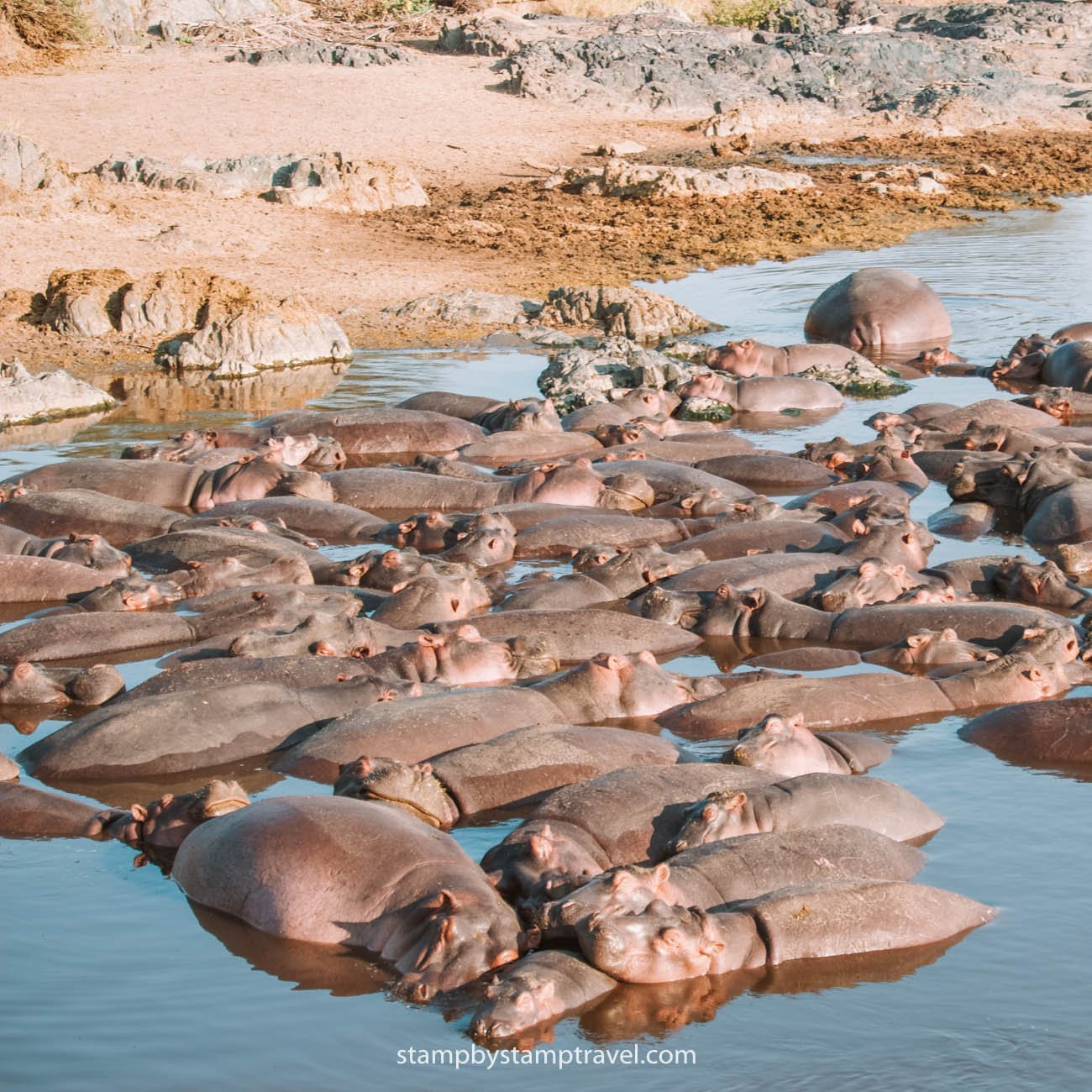 Hippo Pool en el Safari de Tanzania