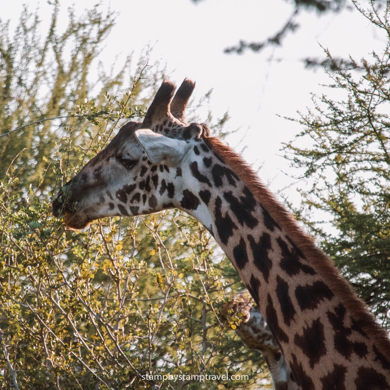 Jirafas en el Parque Nacional de Tarangire
