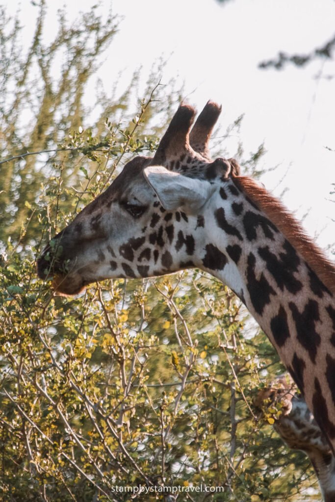 Jirafa en Tarangire en Tanzania