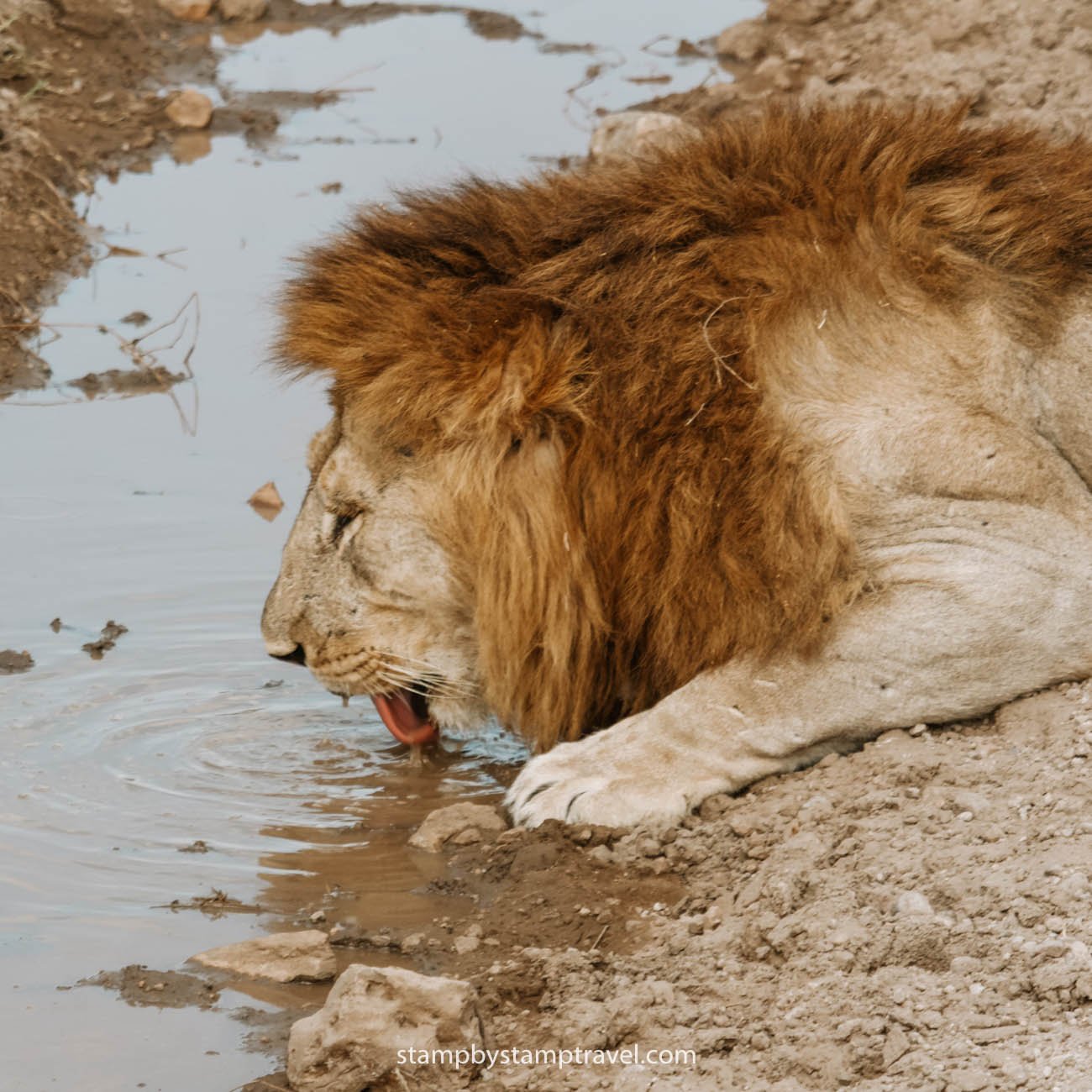 León en el safari de Tanzania