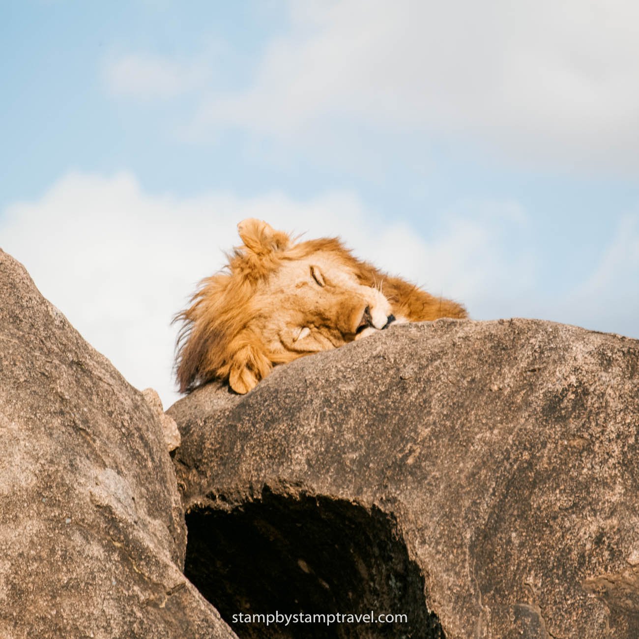 León tumbado en el safari en Tanzania