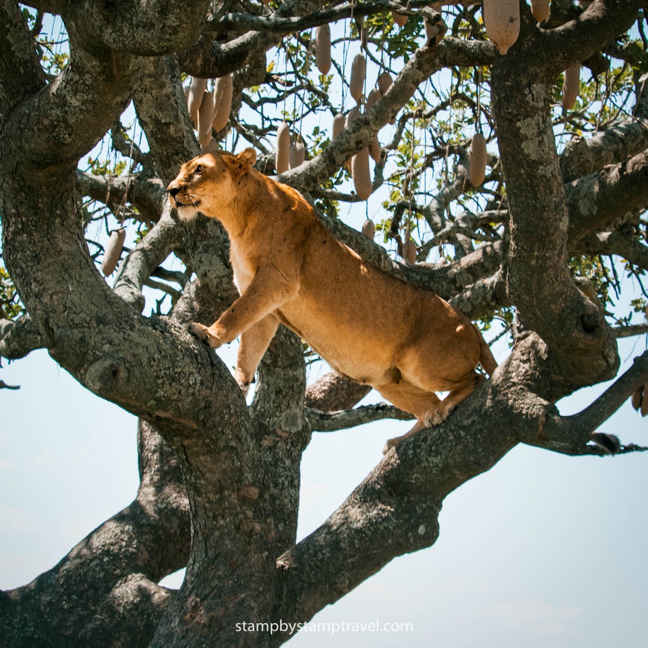 Leona en el árbol del safari en Tanzania