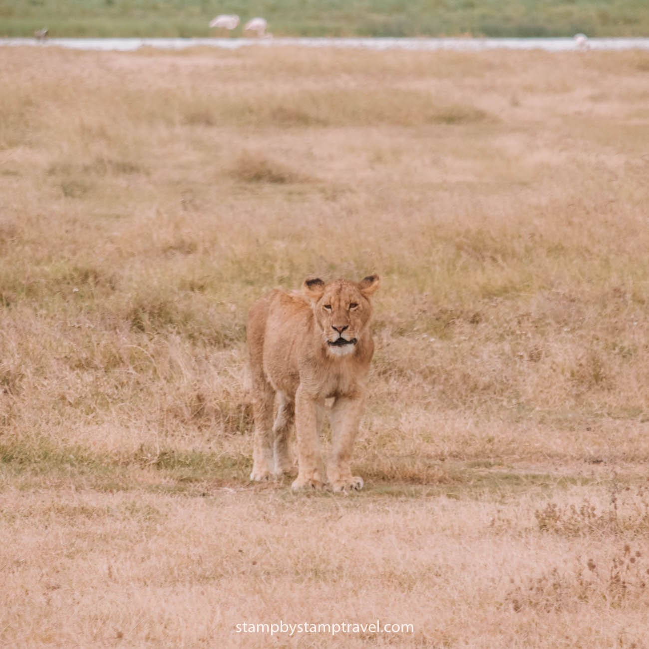 León en el cráter de Ngorongoro