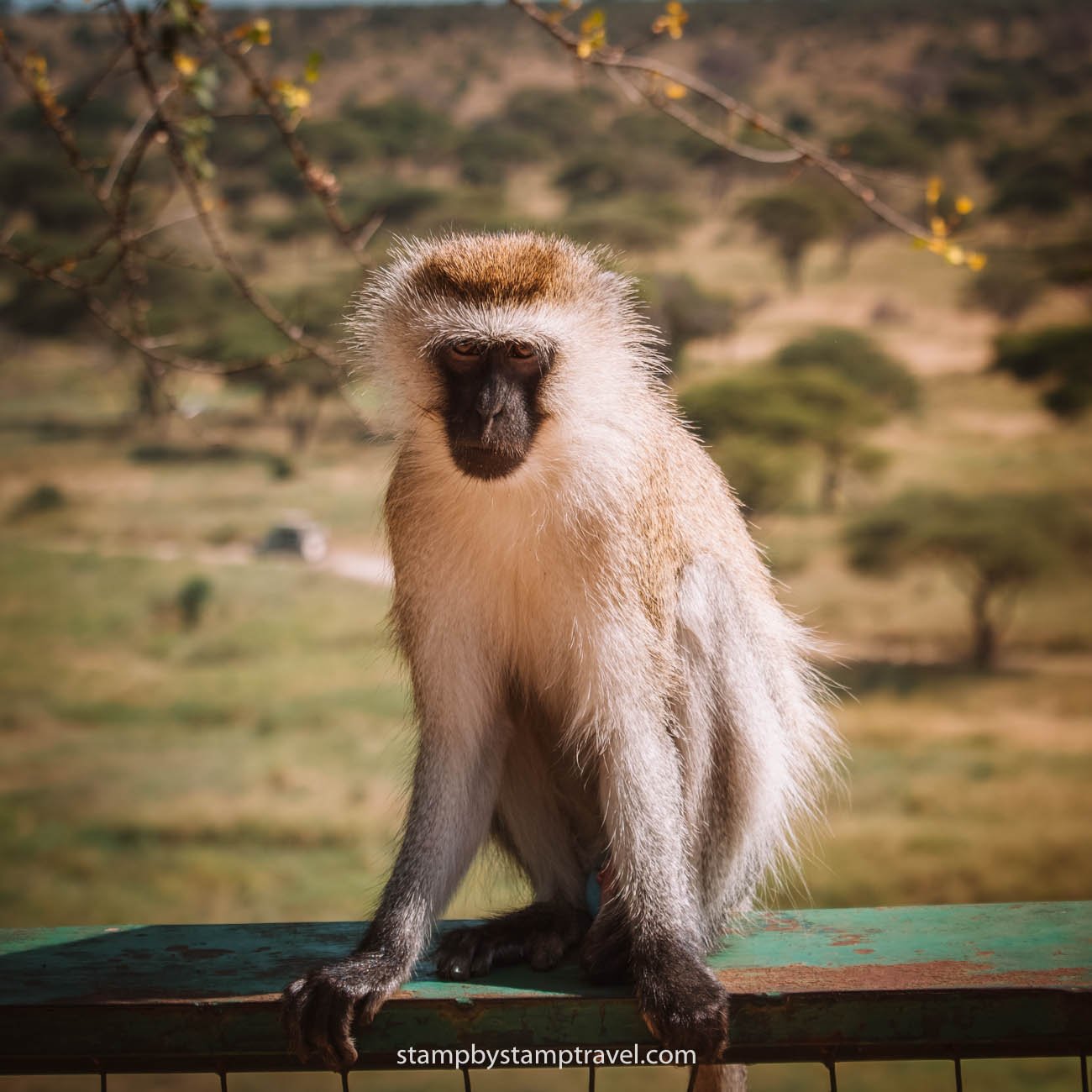 Mono Velvet en el Tarangire National Park