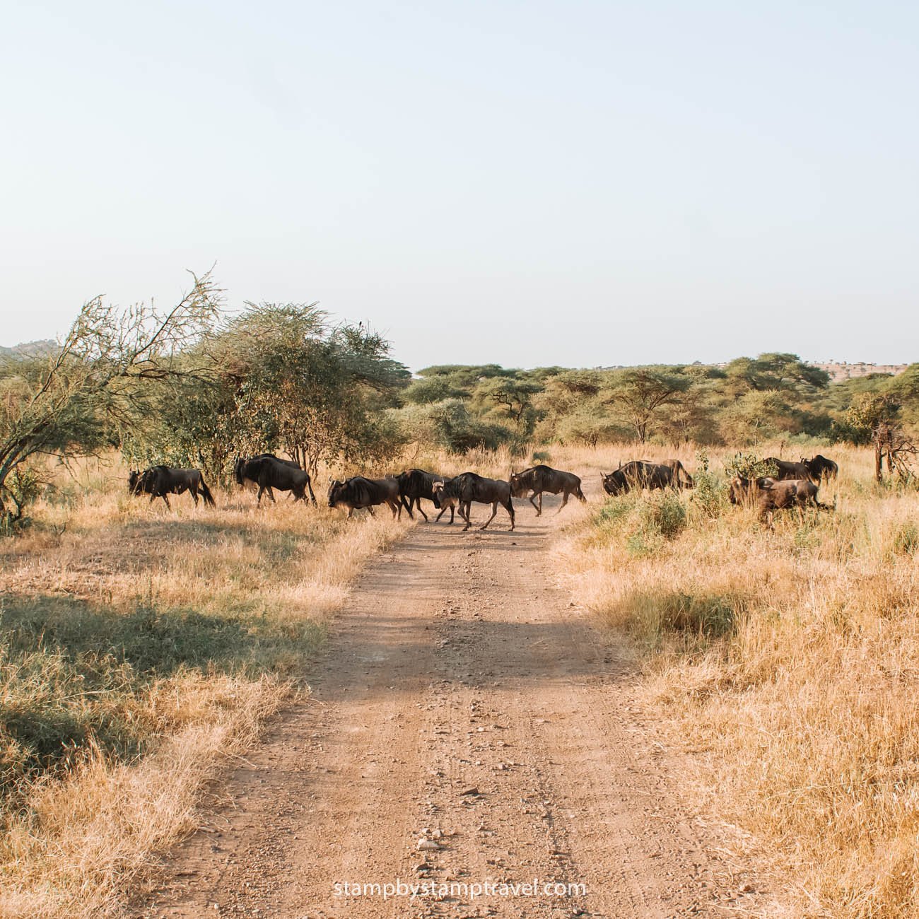 Mejor época para el safari en Tanzania