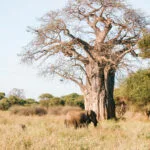 Parque Nacional de Tarangire