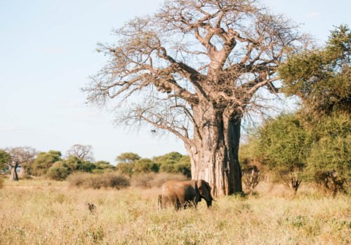 Parque Nacional de Tarangire