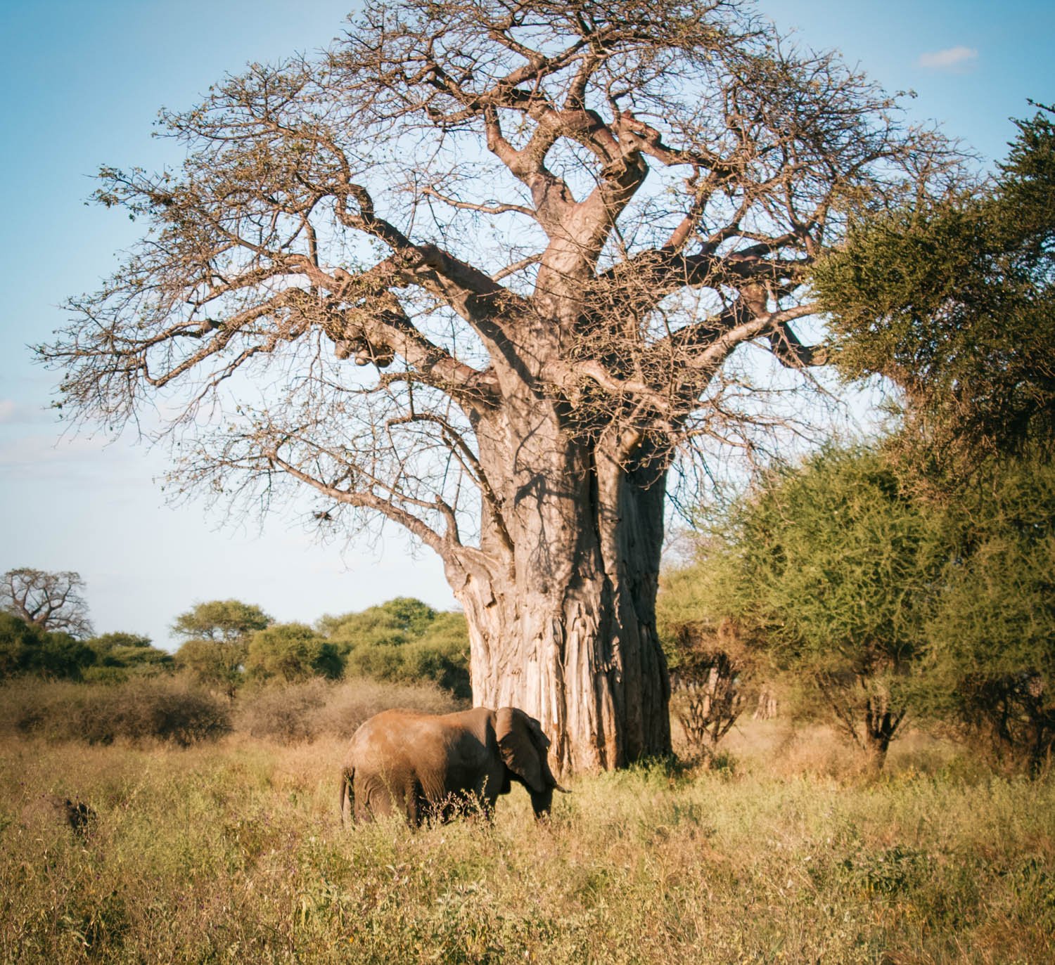 Parque Nacional de Tarangire en Tanzania