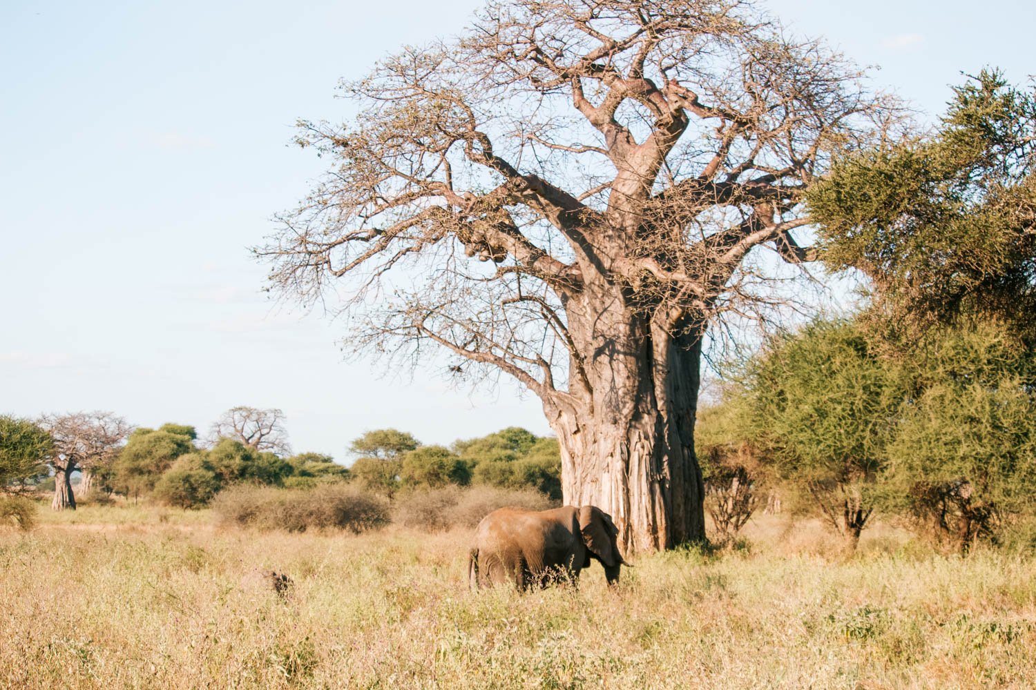 Parque Nacional de Tarangire