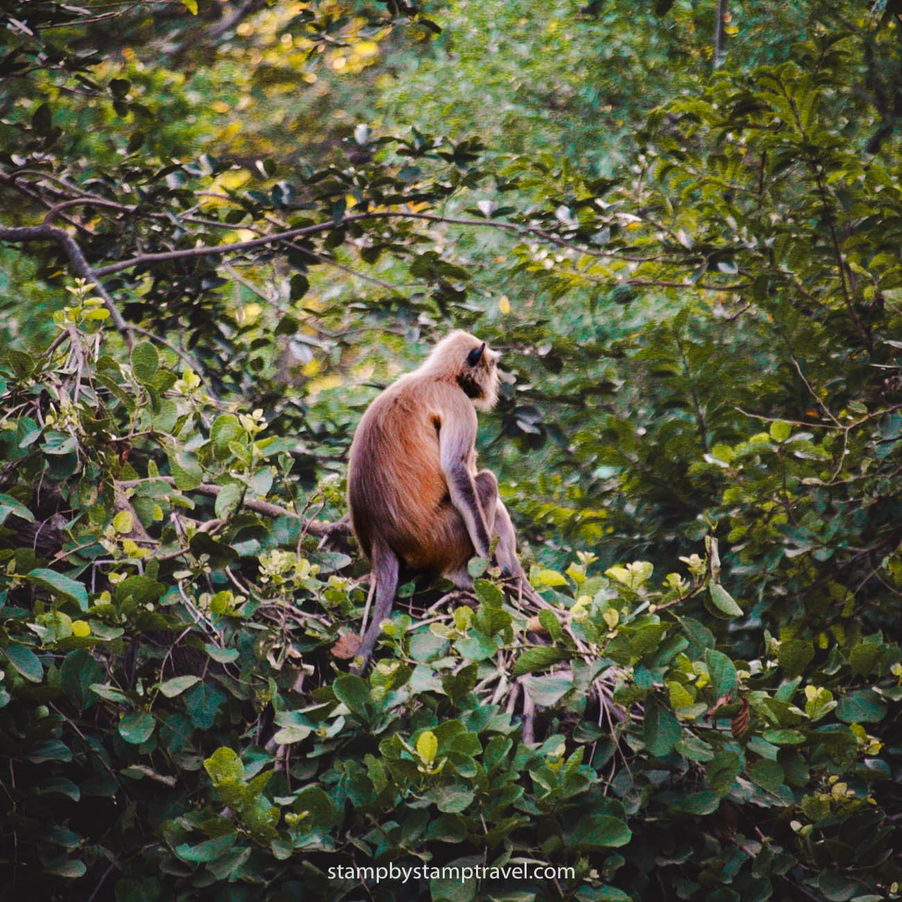 Ranthambore en el viaje a India en 15 días