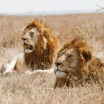 Safari en Serengueti