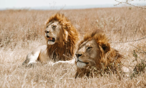 Safari en Serengueti