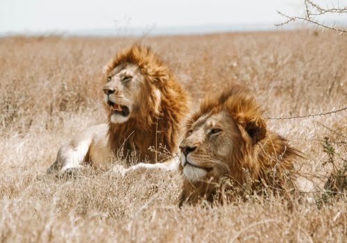 Safari en Serengueti