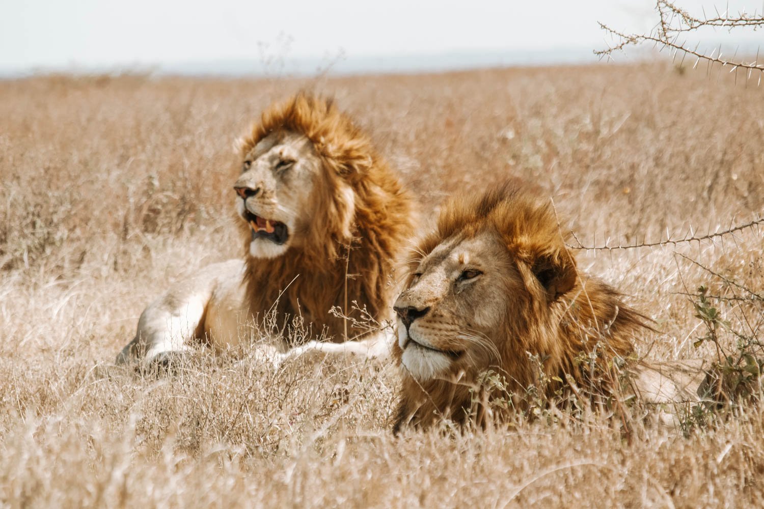 Safari en Serengueti
