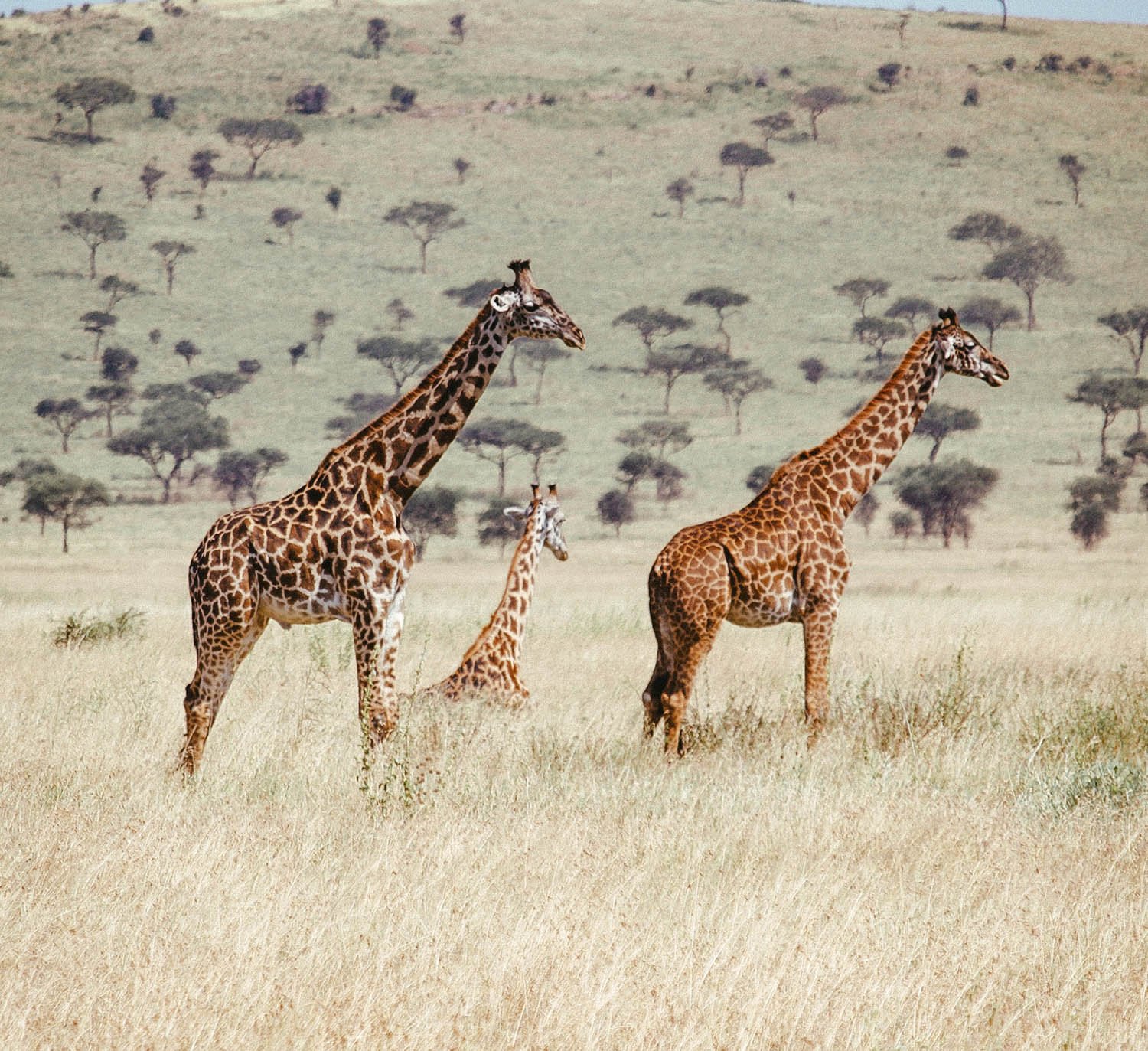 Safari en Tanzania