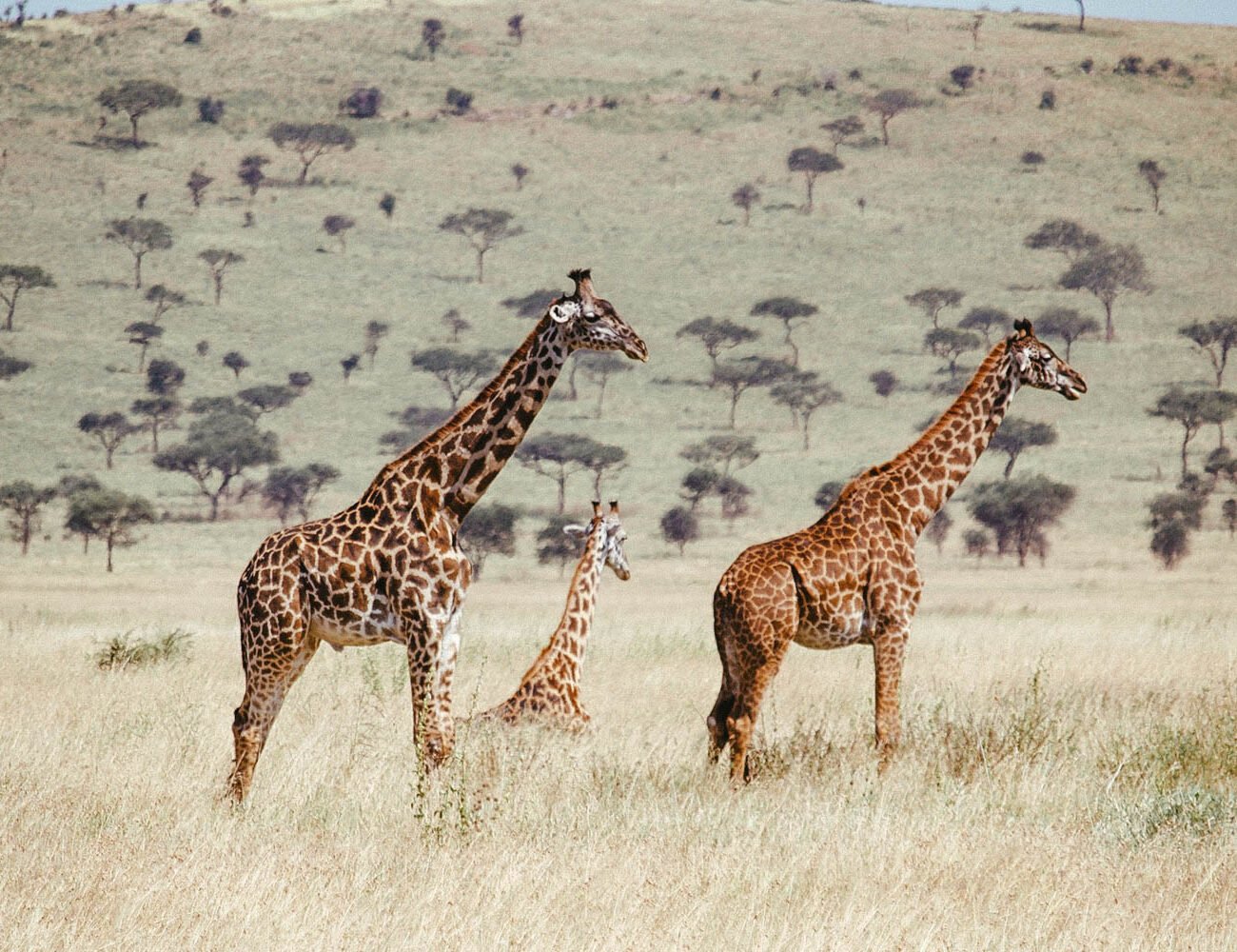 Safari en Tanzania