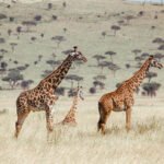 Safari en Tanzania