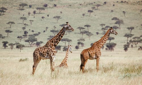 Safari en Tanzania