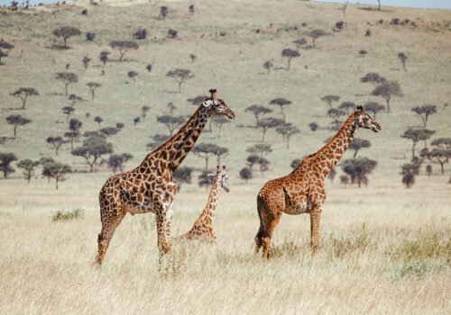 Safari en Tanzania