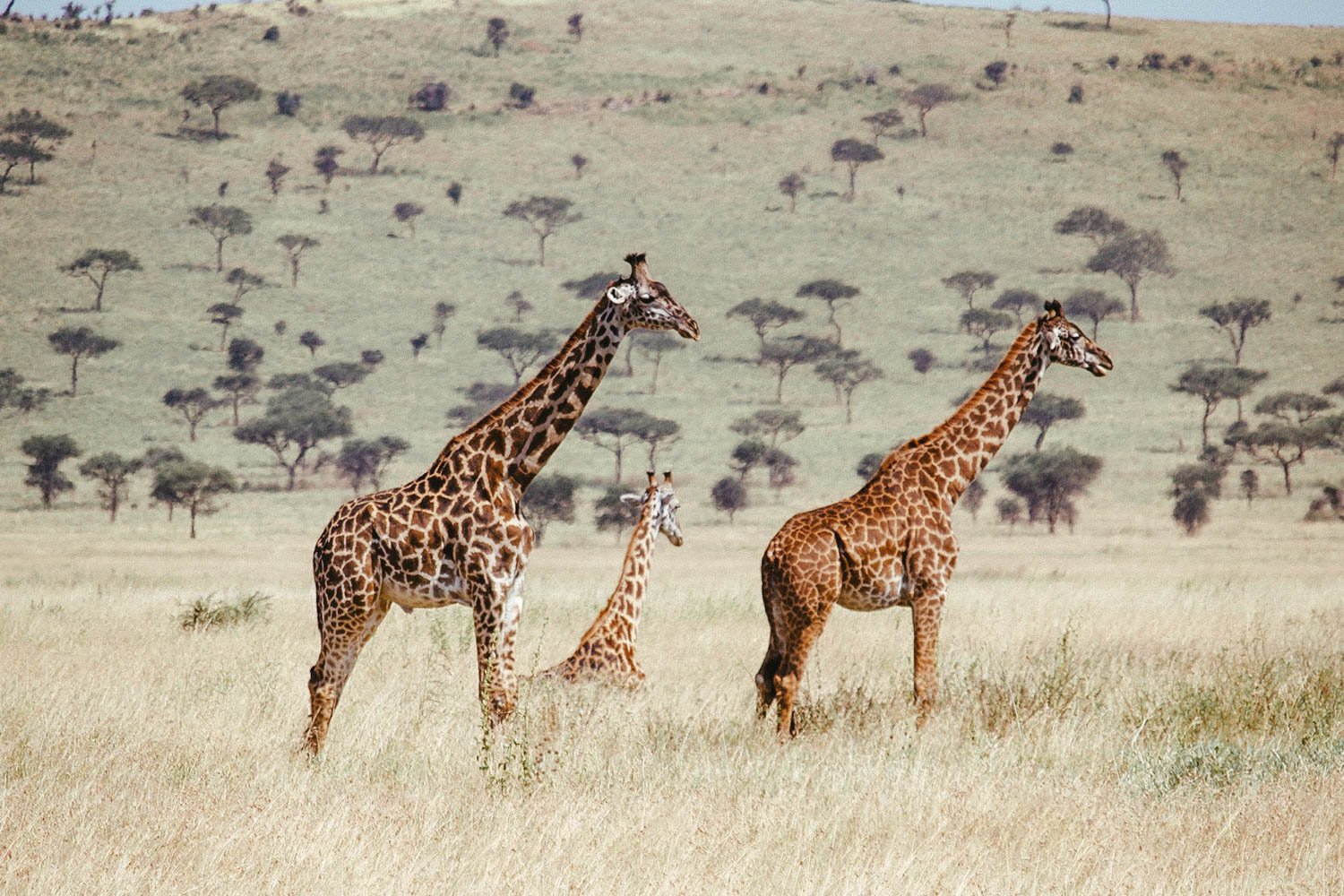 Safari en Tanzania