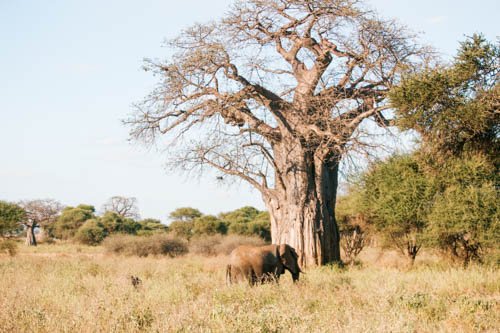 Parque Nacional de Tarangire