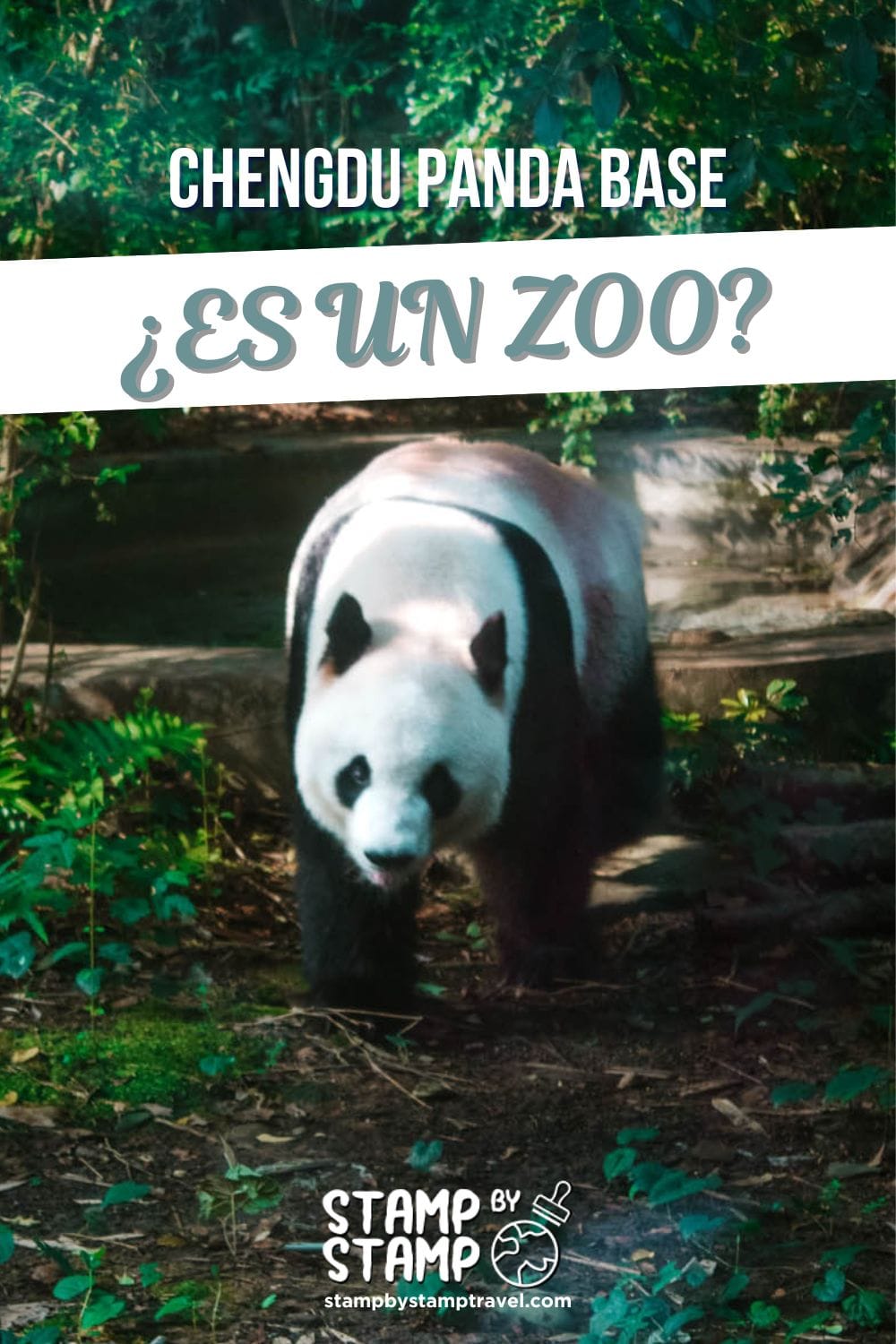 Portada Vlog Chengdu Panda Base