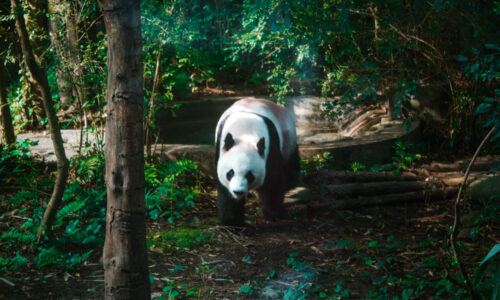Chengdu Panda Base