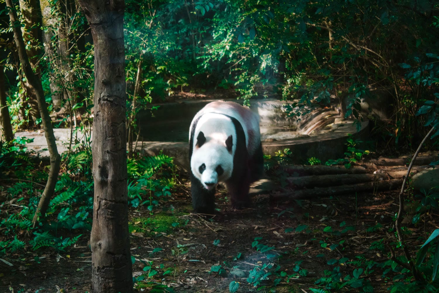Chengdu Panda Base