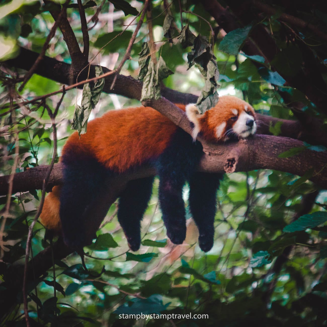 Panda Rojo en Chengdu Panda Base